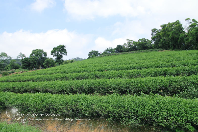 【桃園龍潭鄉】北茶之旅三水茗園‧與茶葉的近距離接觸