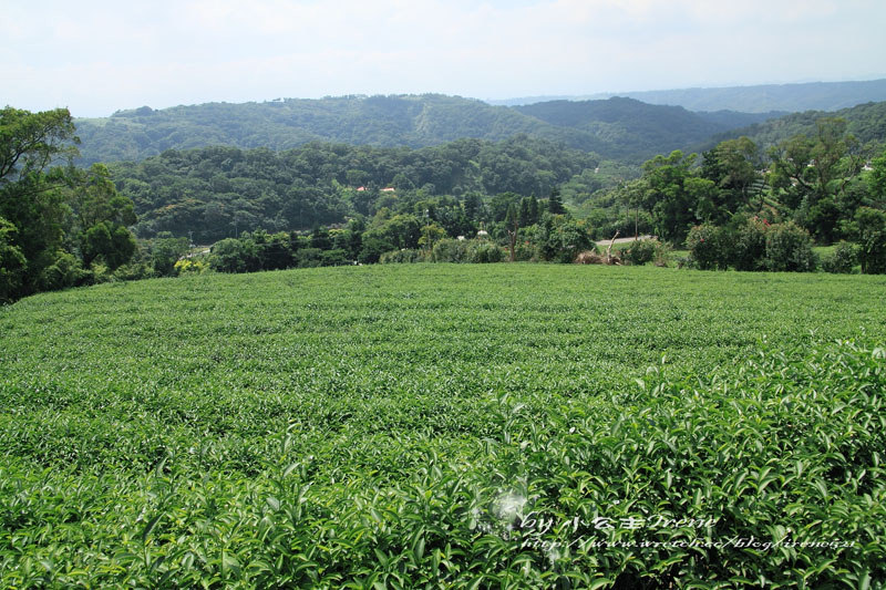 【桃園龍潭鄉】北茶之旅三水茗園‧與茶葉的近距離接觸