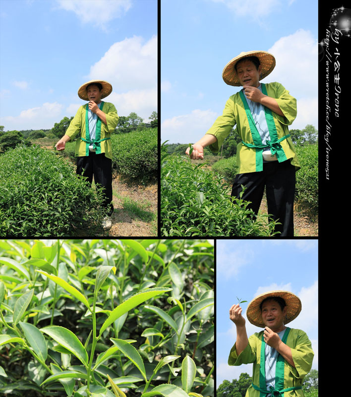 【桃園龍潭鄉】北茶之旅三水茗園‧與茶葉的近距離接觸