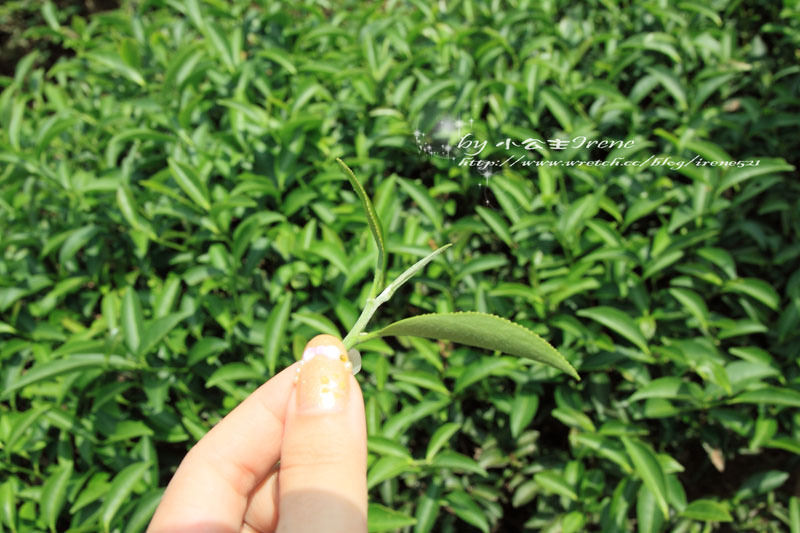 【桃園龍潭鄉】北茶之旅三水茗園‧與茶葉的近距離接觸