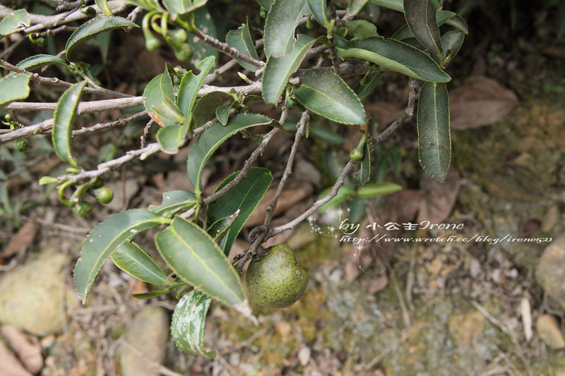 【桃園龍潭鄉】北茶之旅三水茗園‧與茶葉的近距離接觸