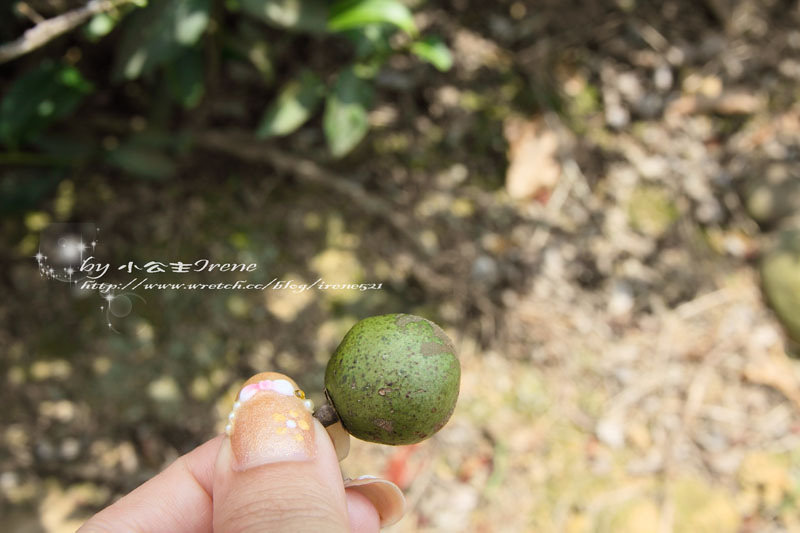 【桃園龍潭鄉】北茶之旅三水茗園‧與茶葉的近距離接觸