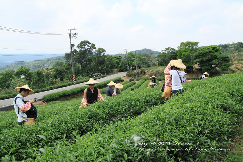 【桃園龍潭鄉】北茶之旅三水茗園‧與茶葉的近距離接觸