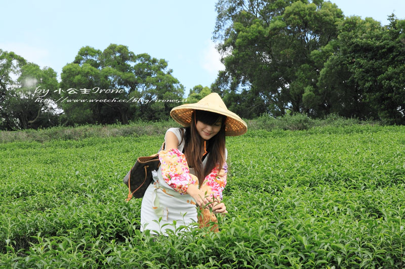 【桃園龍潭鄉】北茶之旅三水茗園‧與茶葉的近距離接觸