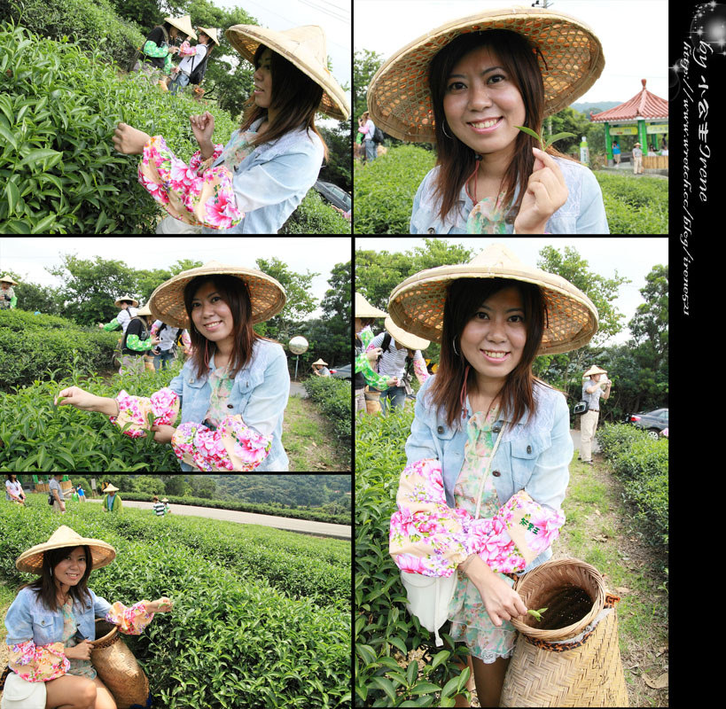 【桃園龍潭鄉】北茶之旅三水茗園‧與茶葉的近距離接觸