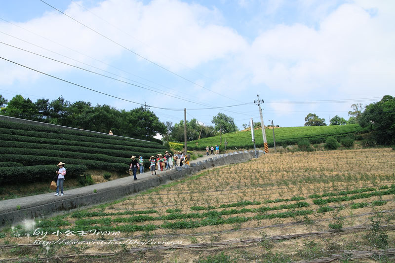 【桃園龍潭鄉】北茶之旅三水茗園‧與茶葉的近距離接觸