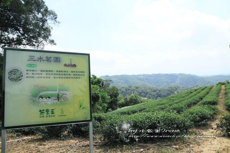 【桃園龍潭鄉】北茶之旅三水茗園‧與茶葉的近距離接觸