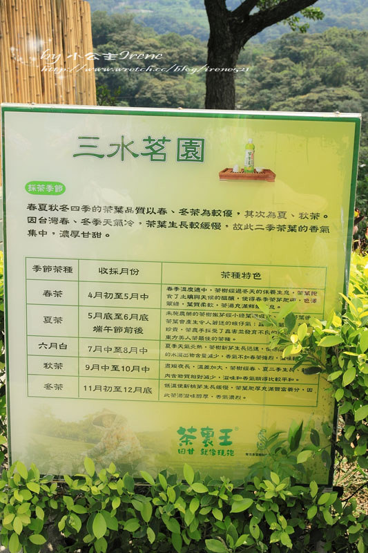 【桃園龍潭鄉】北茶之旅三水茗園‧與茶葉的近距離接觸