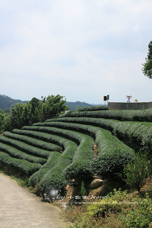 【桃園龍潭鄉】北茶之旅三水茗園‧與茶葉的近距離接觸