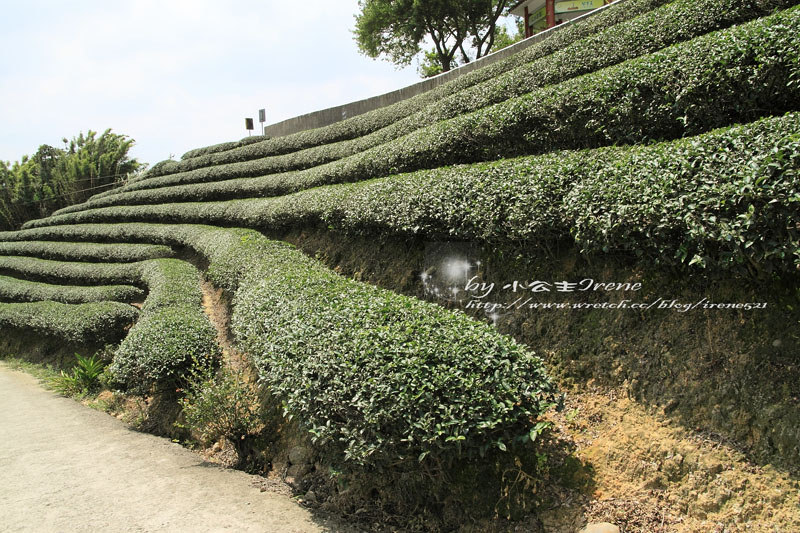 【桃園龍潭鄉】北茶之旅三水茗園‧與茶葉的近距離接觸