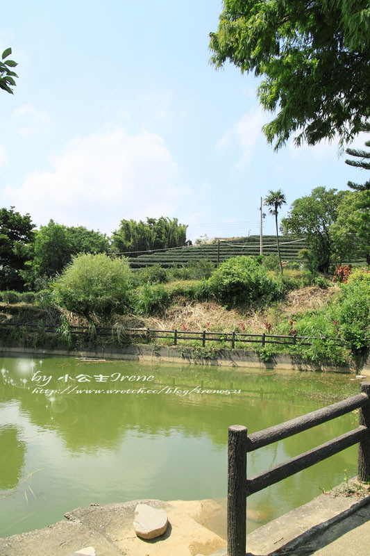 【桃園龍潭鄉】北茶之旅三水茗園‧與茶葉的近距離接觸