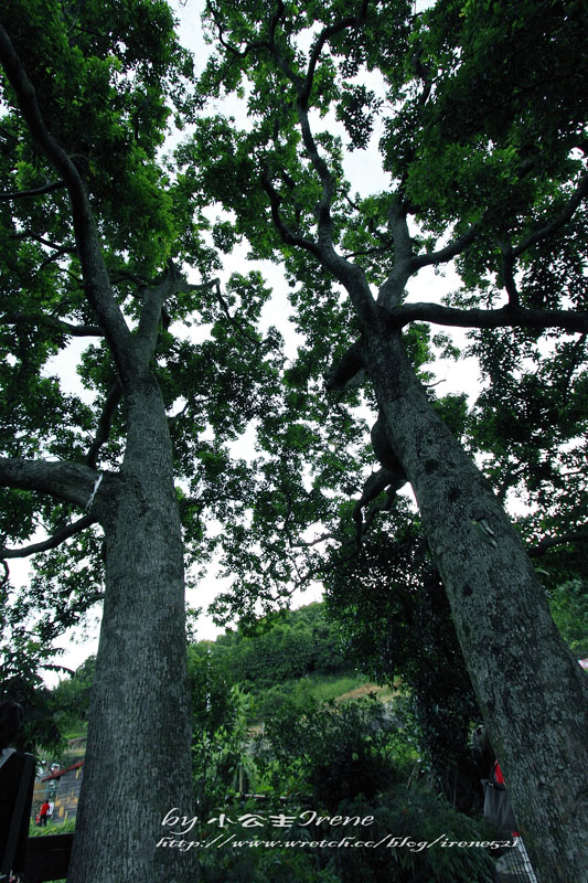 【內湖】同心池‧白石湖吊橋