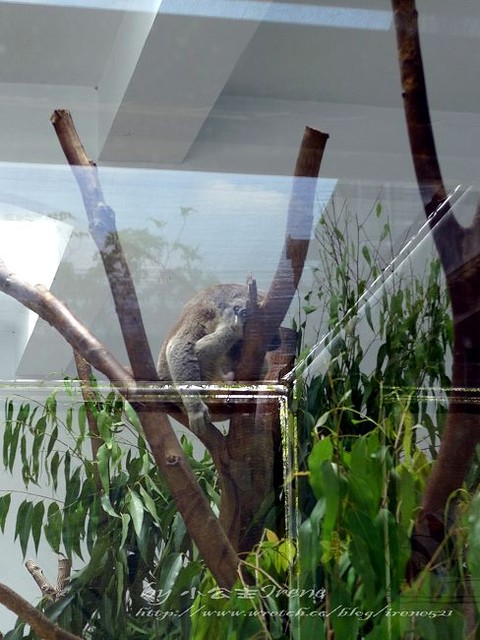 【台北】傳說中的草泥馬之約．台北市立動物園