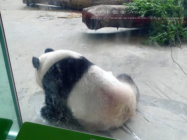 【台北】傳說中的草泥馬之約．台北市立動物園