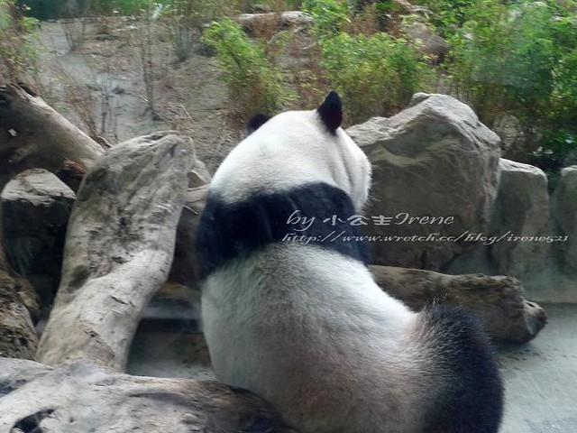 【台北】傳說中的草泥馬之約．台北市立動物園