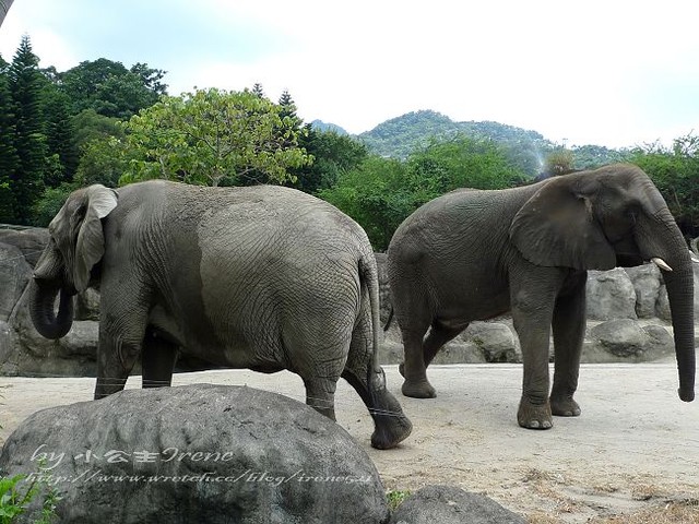 【台北】傳說中的草泥馬之約．台北市立動物園