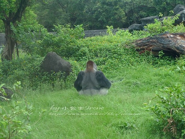 【台北】傳說中的草泥馬之約．台北市立動物園