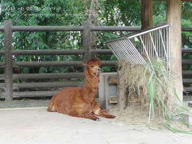 【台北】傳說中的草泥馬之約．台北市立動物園