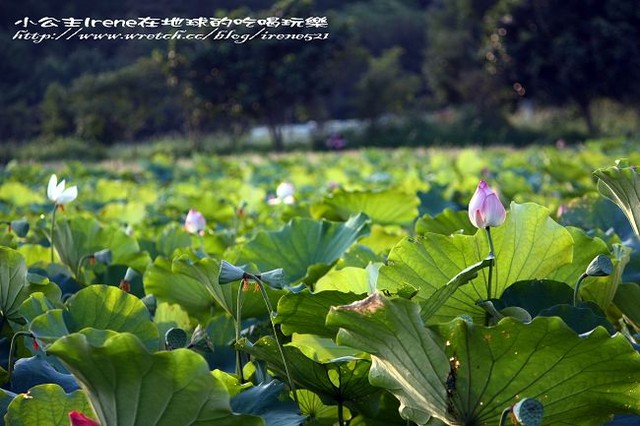 【新店】台大安康農場‧荷花隨拍