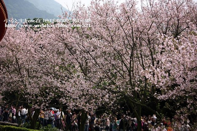 【台北淡水】2010櫻花季‧天元宮