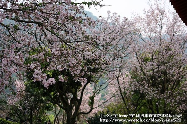 【台北淡水】2010櫻花季‧天元宮