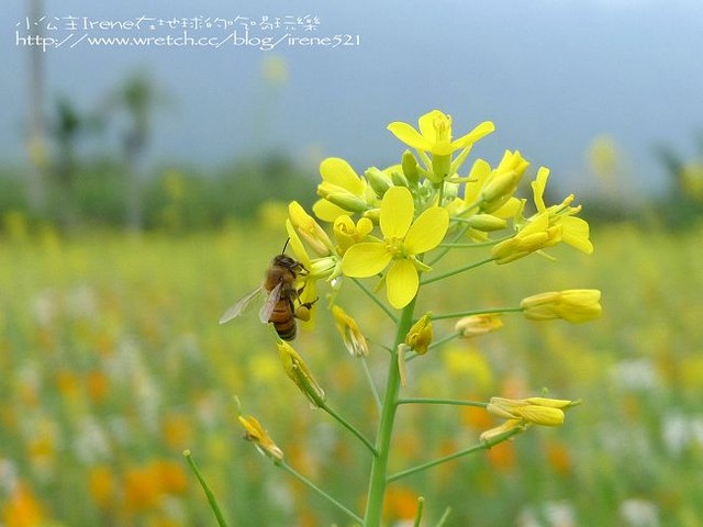 2010台東之旅－Day1‧舞鶴北迴歸線+台東花海