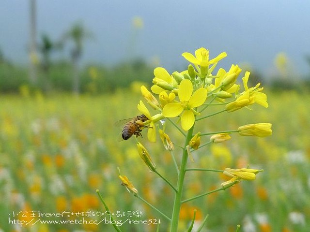 2010台東之旅－Day1‧舞鶴北迴歸線+台東花海