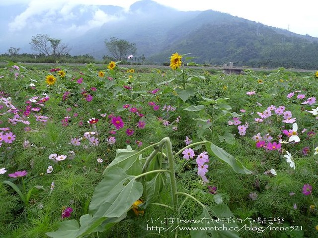 2010台東之旅－Day1‧舞鶴北迴歸線+台東花海