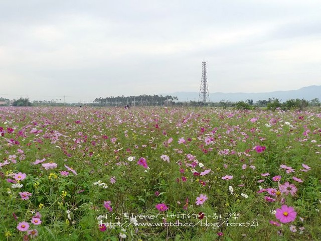 2010台東之旅－Day1‧舞鶴北迴歸線+台東花海