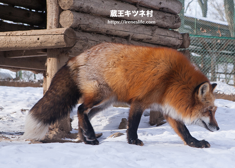 蔵王キツネ村(狐狸村)