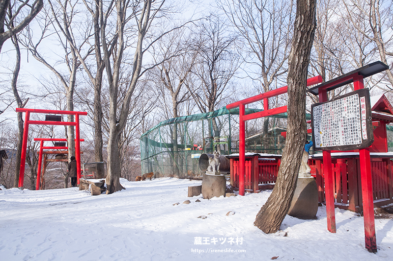 蔵王キツネ村(狐狸村)