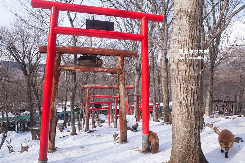 蔵王キツネ村(狐狸村)