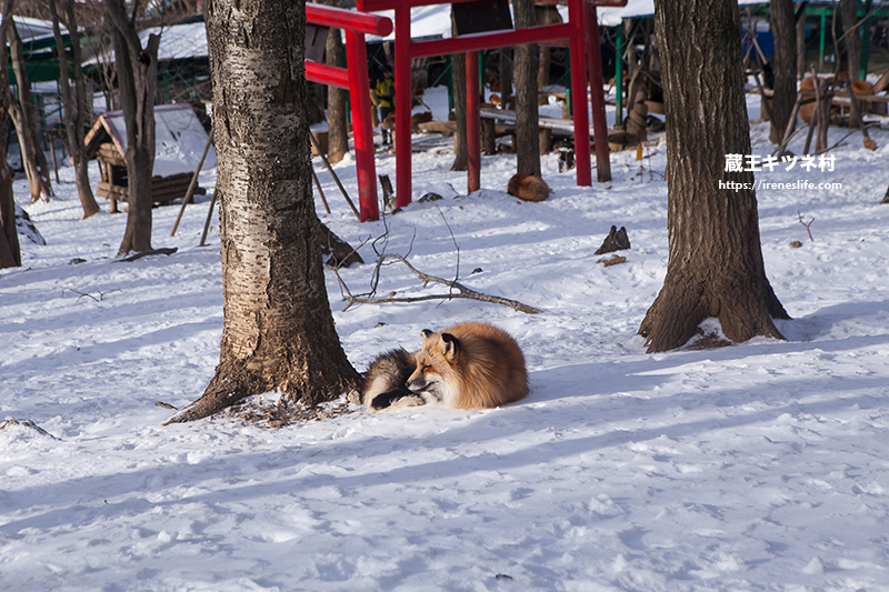 蔵王キツネ村(狐狸村)