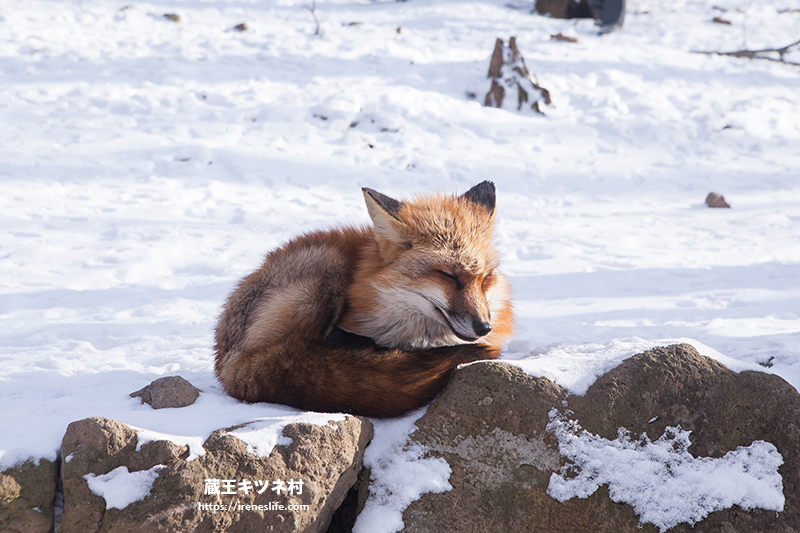 蔵王キツネ村(狐狸村)