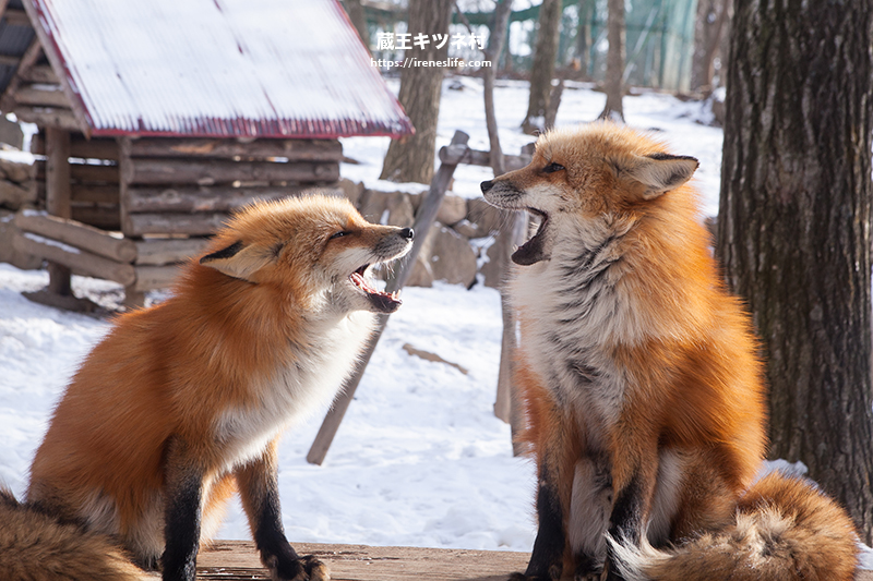 蔵王キツネ村(狐狸村)