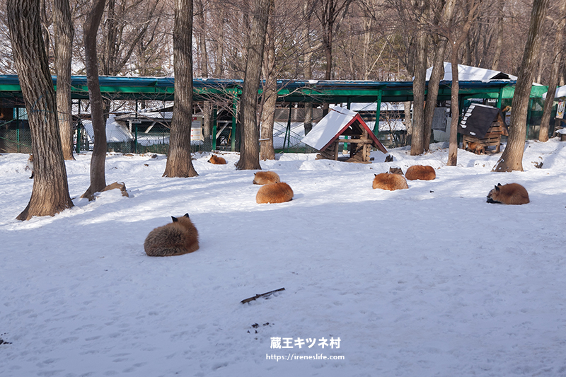 蔵王キツネ村(狐狸村)