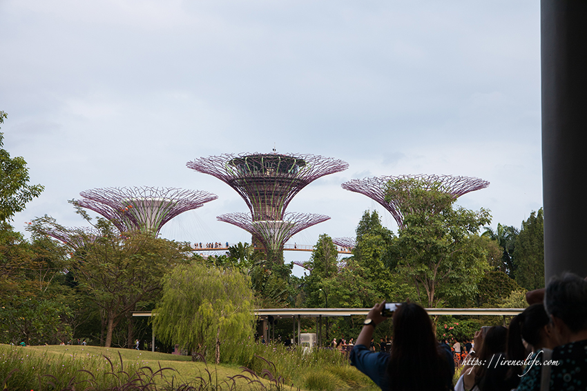 濱海灣花園 天空樹