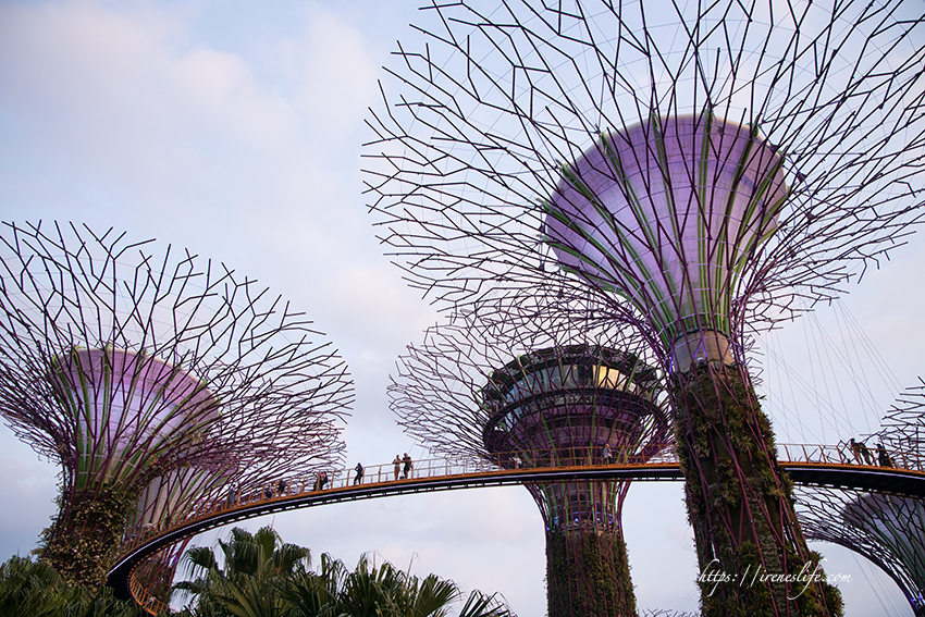 濱海灣花園 天空樹