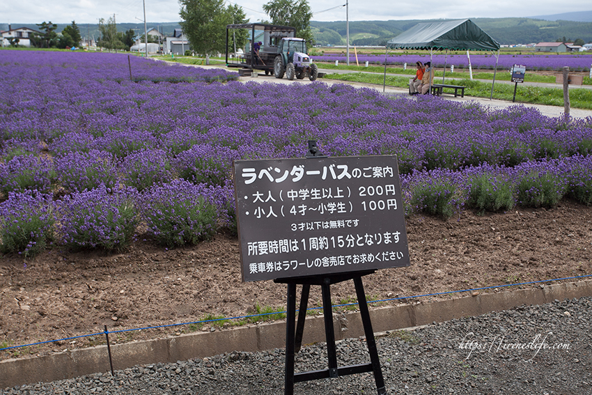 富田農場 薰衣草東部