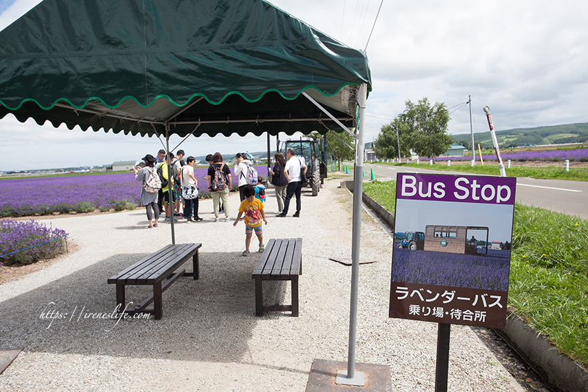 富田農場 薰衣草東部