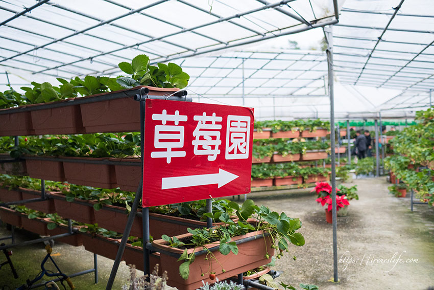 草莓園