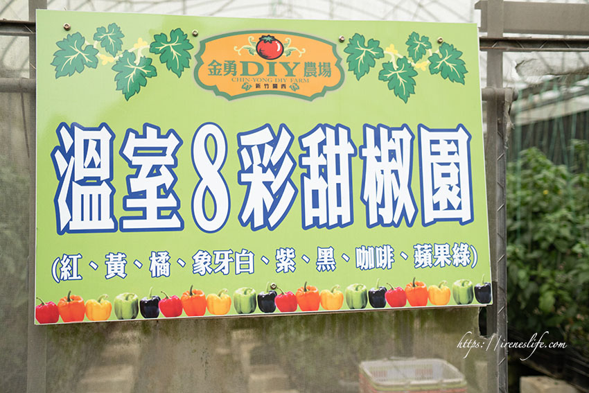 【新竹】免門票，DIY採果樂，採番茄、草莓、甜椒超好玩，還可以自己搗麻糬．金勇DIY休閒農場