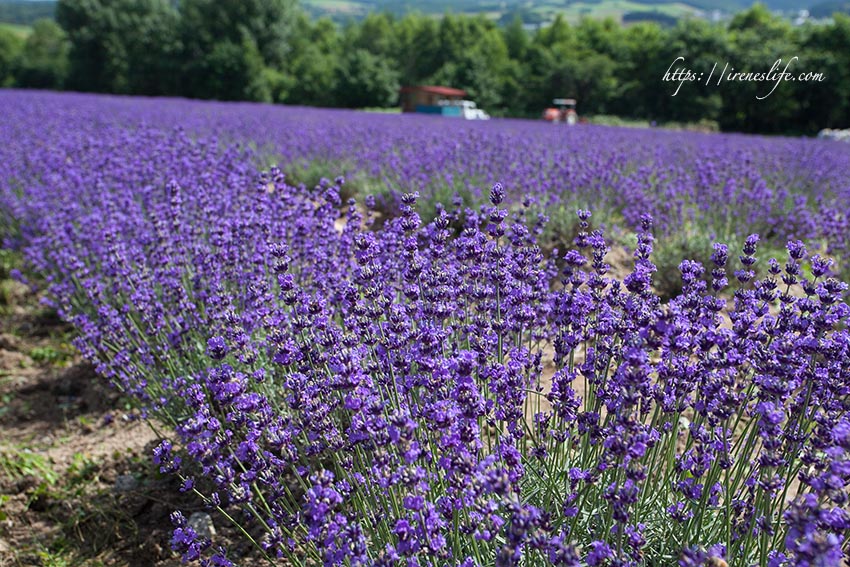 Flower Land上富良野