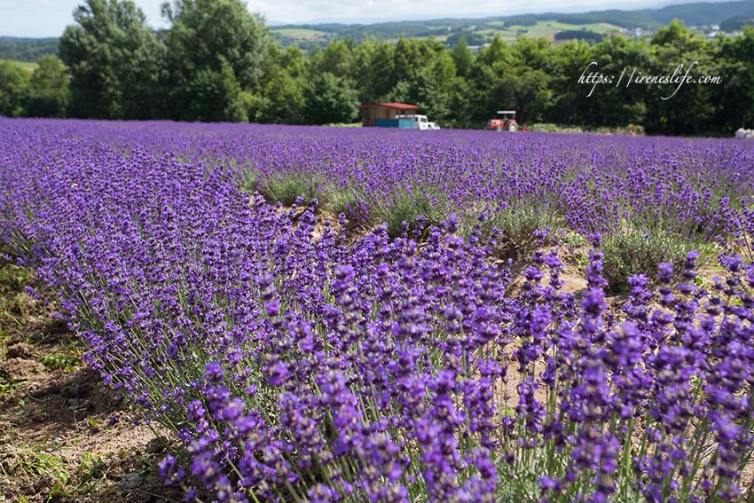 Flower Land上富良野