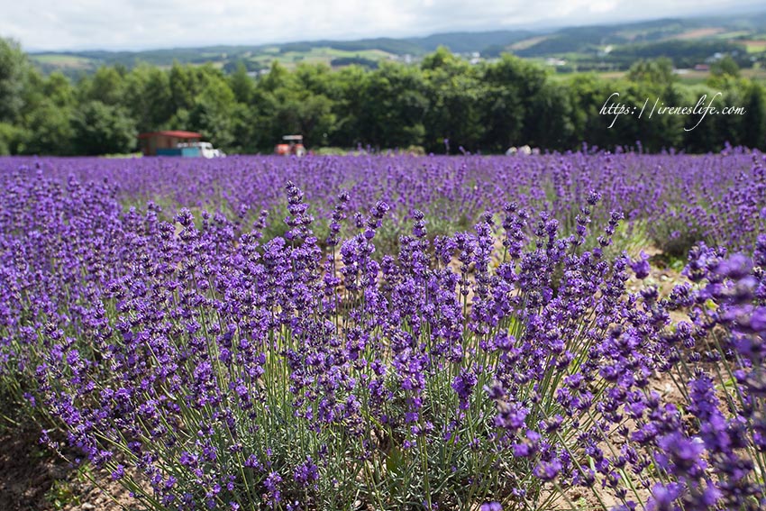 Flower Land上富良野