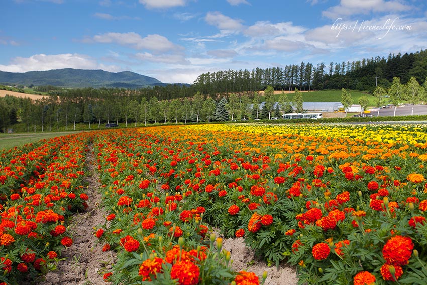 Flower Land上富良野