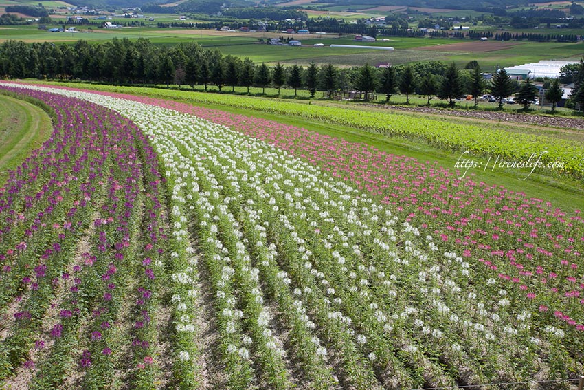 Flower Land上富良野