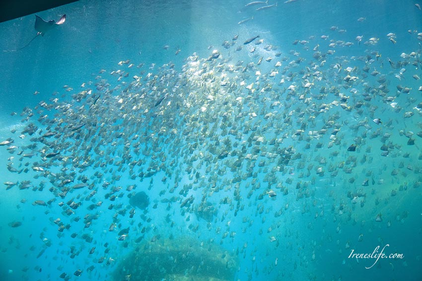 Xpark水族館