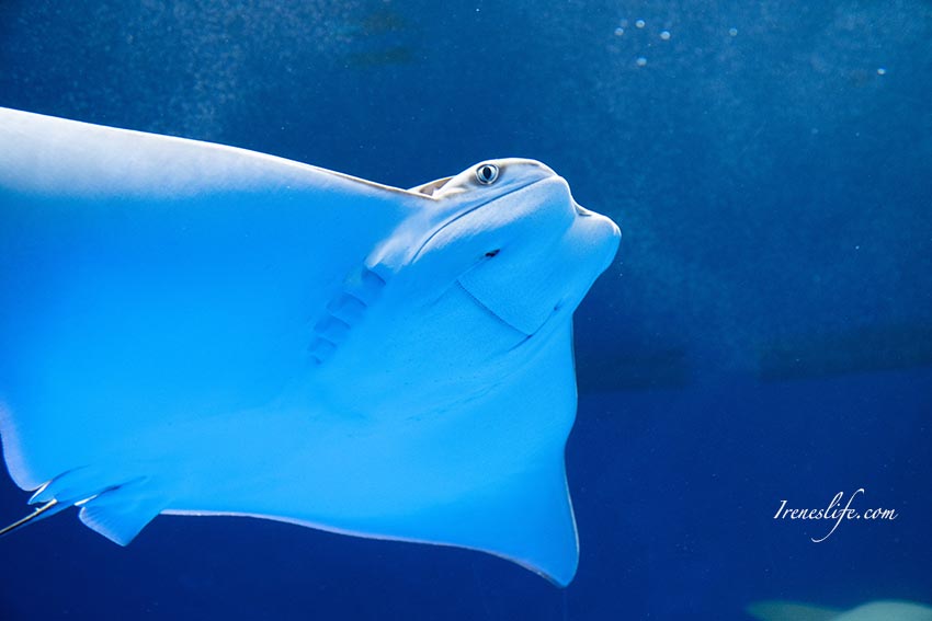 Xpark水族館