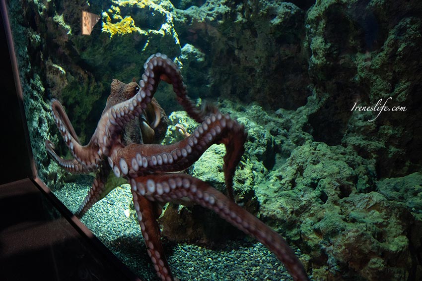 Xpark水族館